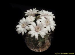 Gymnocalycium jossensianum 239